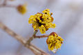 Corneliancherry Dogwood Cornus mas Flower Head 3008px.jpg