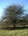 Crataegus-monogyna-total.JPG