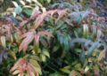 Leucothoë-axiliaris-leaves.JPG