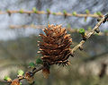 Larix x marschlinsii cone - 2.jpg