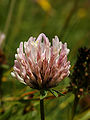 Trifolium pratense ssp. nivale.jpg