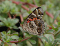 American Lady Vanessa virginiensis Underside Wing 1981px.jpg