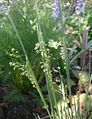 Briza-media-flowers.JPG