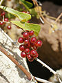 Smilax aspera (fruits).jpg