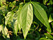 Wintersweet Chimonanthus praecox Leaves 3264px.jpg
