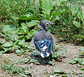 Blue Jay Cyanocitta cristata Fledgling.jpg