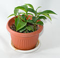 Citrus reticulata in flowerpot.jpg