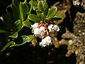Vaccinium vitis-idaea (flowering).jpg