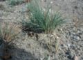 Corynephorus-canescens-habit.JPG
