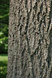 Green Ash Fraxinus pennsylvanica Bark 2000px.jpg