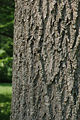 Green Ash Fraxinus pennsylvanica Bark 2000px.jpg