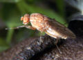 Heleomyzidae Suillia sp.jpg
