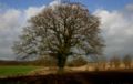 Marktræ (Quercus).JPG