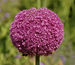 Allium 'Lucy Ball' Pink Flower Head 2236px.jpg