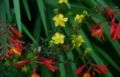 Hypericum-perforatum-flower.JPG