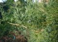 Juniperus-virginiana-close.JPG