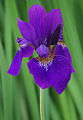 Siberian Iris Iris sibirica Top Side View Green 2000px.jpg