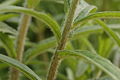 Butterfly Weed Asclepias tuberosa Stalk Closeup 3008px.JPG