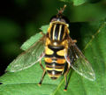 Helophilus sp.jpg