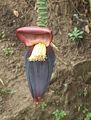 Musa-paradisiaca-flower.JPG