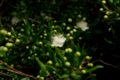 Myrtus-communis-flower.JPG