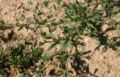 Polygonum-aviculare-foliage.JPG