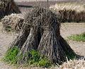 Triticum spelta - shock (aka).jpg