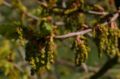 Quercus-robur-hanblomster.JPG