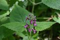 Stachys-sylvatica-flowers.JPG