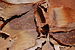 Paperbark Maple Acer griseum Bark Closeup 3008px.jpg