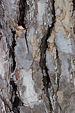 Austrian Pine Pinus nigra Bark Closeup 2000px.jpg