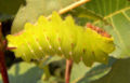 Polyphemus caterpillar big.jpg