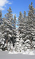 Snowy forest in Boreal 2.jpg