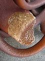 Sun-dried kelp (Durvillaea antarctica) - cut-away view.jpg
