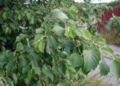 Alnus-incana-leaves.JPG