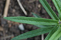 Butterfly Weed Asclepias tuberosa Young Leaf 3008px.jpg