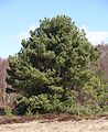 Pinus-sylvestris-phenotype 3.JPG