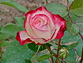 Tea rose hybrid and bud.JPG