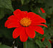 Mexican Sunflower Tithonia rotundifolia Flower 2163px.jpg