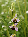 Ophrys apifera (pale form).jpg