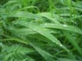 Tropfen auf Gras.JPG