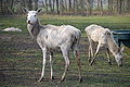 ! Weißes Rotwild 01.JPG