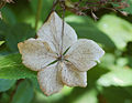 Bigleaf Hydrangea Hydrangea macrophylla 'Tokyo Delight' Dried Flower Edit 2569px.jpg
