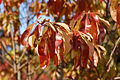 Franklin Tree Franklinia alatamaha Autumn Branch 2000px.jpg