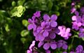 Hesperis-matronalis-flowers.JPG