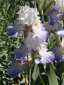 Iris alizés.jpg