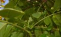 Juglans-regia-unripe-fruits.JPG