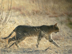  Chat sauvage (Felis silvestris)
