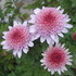 http://www.zimagez.com/avatar/10-11-09-chrysanthme-4.jpg