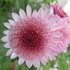 http://www.zimagez.com/avatar/10-11-09-chrysanthme-8.jpg